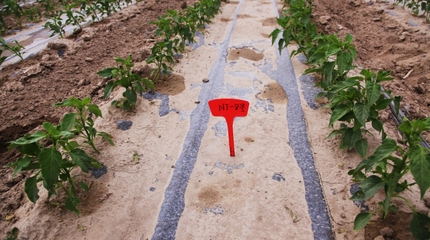 和碩縣 科技示范基地推動農業升級，注入鄉村振興新活力